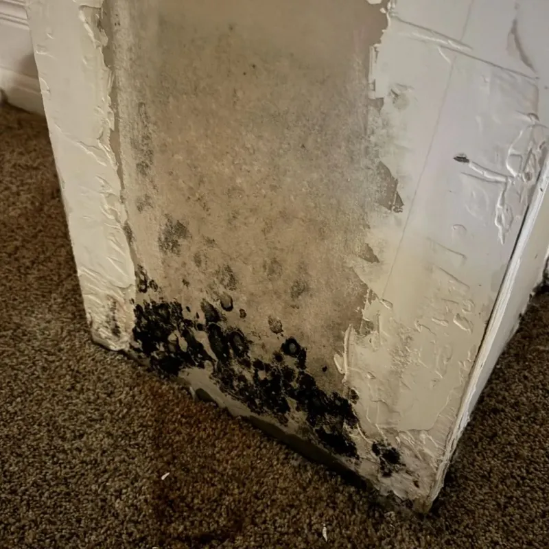 Professional Mold Removal in Lineville, AL